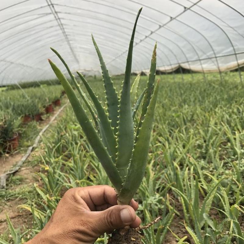 芦荟盆栽多肉植物办公室防辐射净化空气好养绿植室内除甲醛
