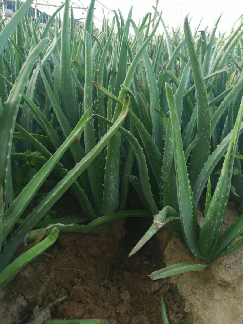 芦荟盆栽多肉植物办公室防辐射净化空气好养绿植室内除甲醛