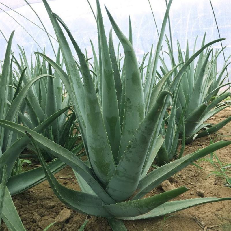 芦荟盆栽多肉植物办公室防辐射净化空气好养绿植室内除甲醛