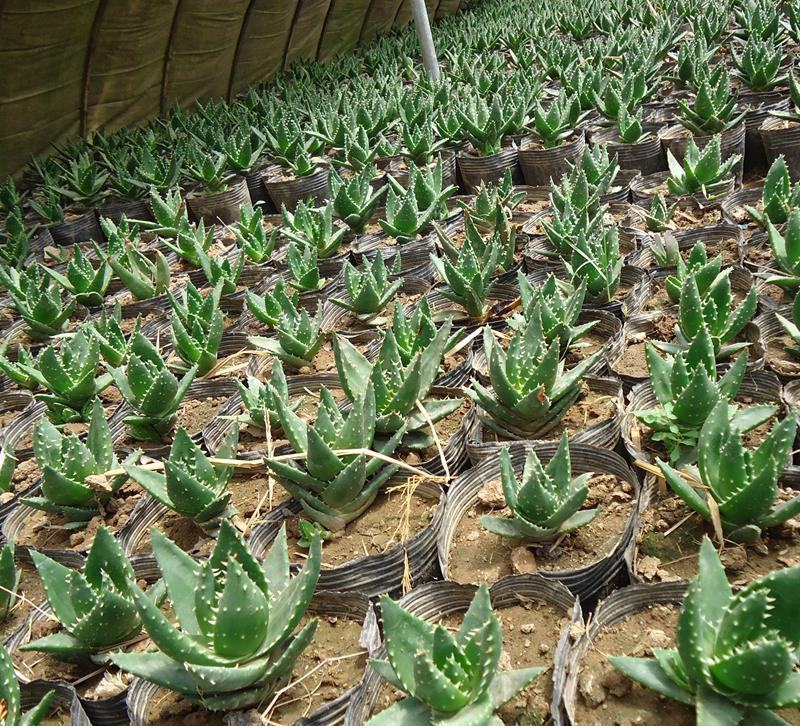 芦荟盆栽多肉植物办公室防辐射净化空气好养绿植室内除甲醛