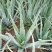 芦荟盆栽多肉植物办公室防辐射净化空气好养绿植室内除甲醛