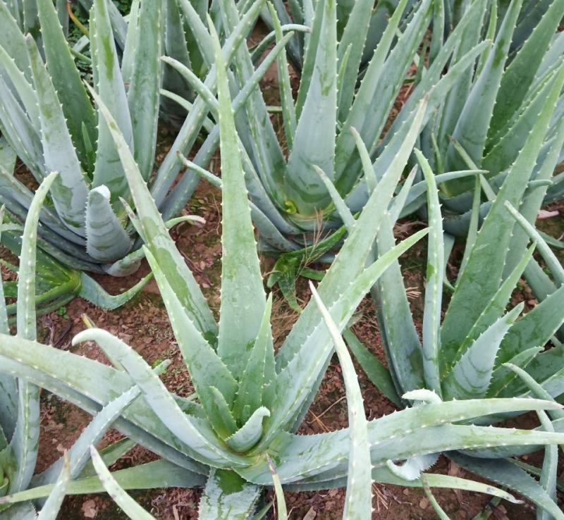 芦荟盆栽多肉植物办公室防辐射净化空气好养绿植室内除甲醛
