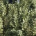 钙果苗欧里苗高钙水果苗盆栽地栽,南方北方