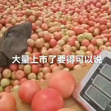 西红柿
