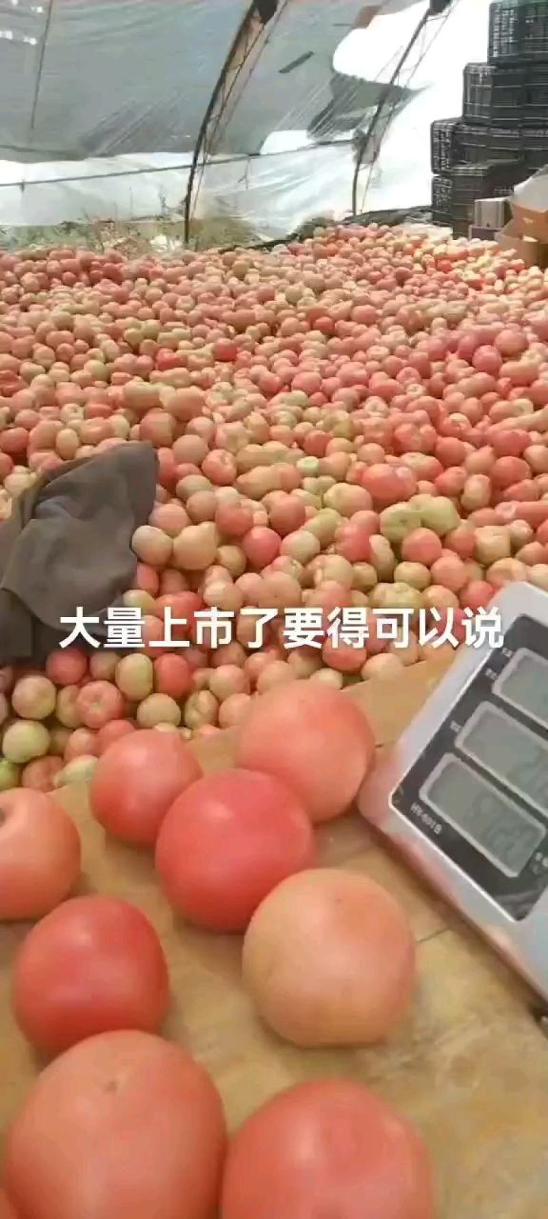 西红柿