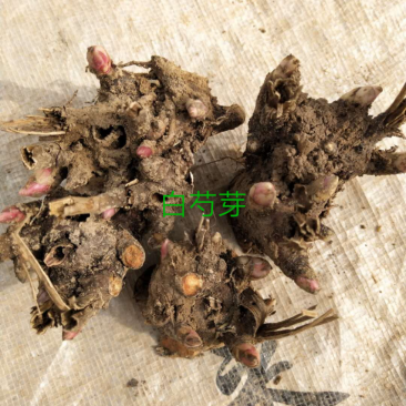 中药材种苗批发
