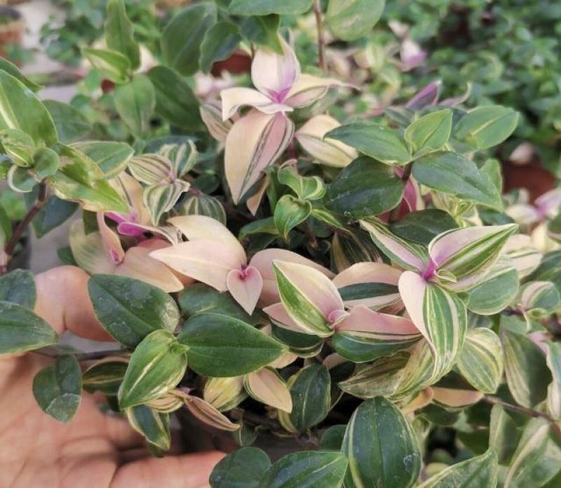 油画婚礼吊兰花卉室内好养多肉植物办公室阳台三色观叶