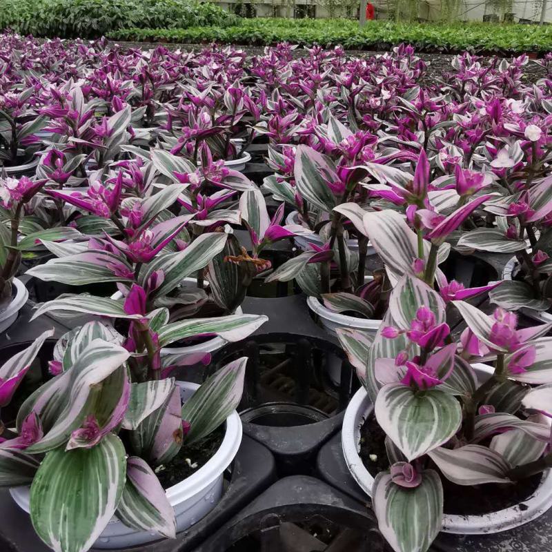 油画婚礼吊兰花卉室内好养多肉植物办公室阳台三色观叶