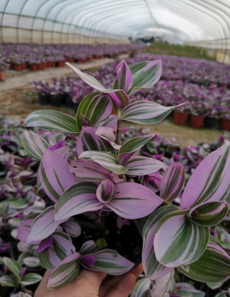 油画婚礼吊兰花卉室内好养多肉植物办公室阳台三色观叶