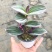 油画婚礼吊兰花卉室内好养多肉植物办公室阳台三色观叶