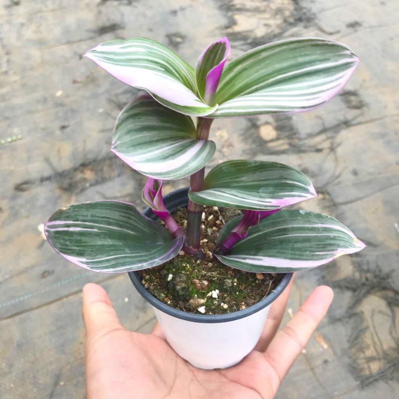 油画婚礼吊兰花卉室内好养多肉植物办公室阳台三色观叶