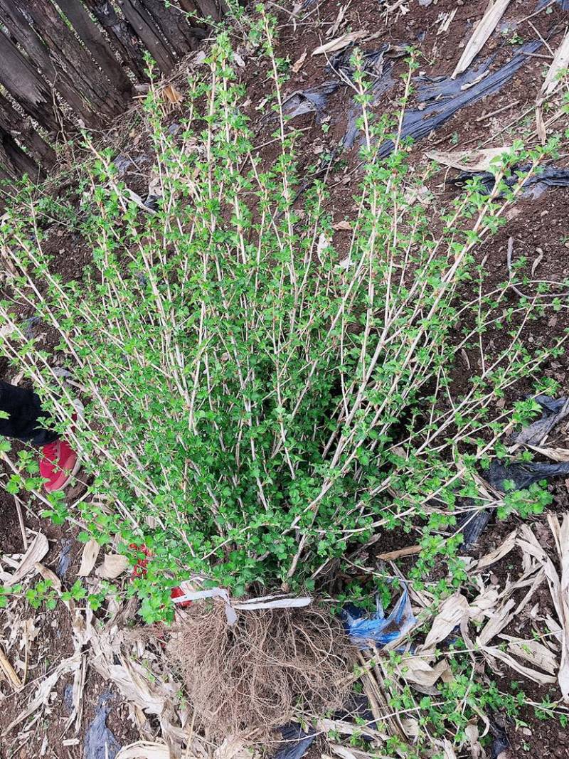 灯笼果苗醋栗苗耐寒耐热盆栽地栽阳台花园果树苗