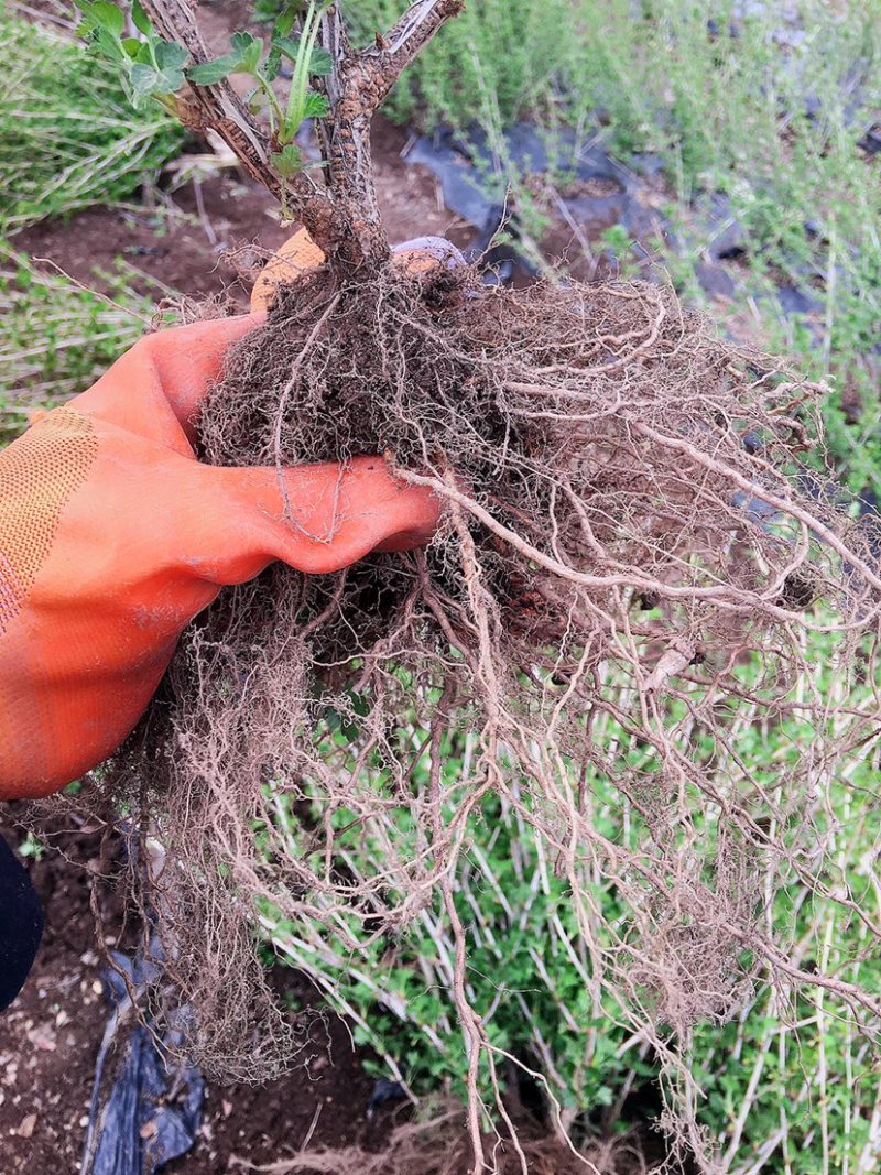 灯笼果苗醋栗苗耐寒耐热盆栽地栽阳台花园果树苗