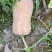 高山蜜本南瓜