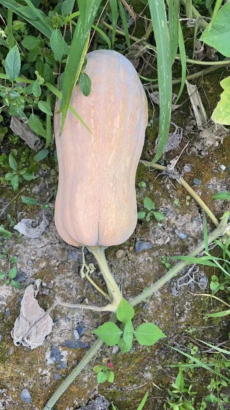 高山蜜本南瓜