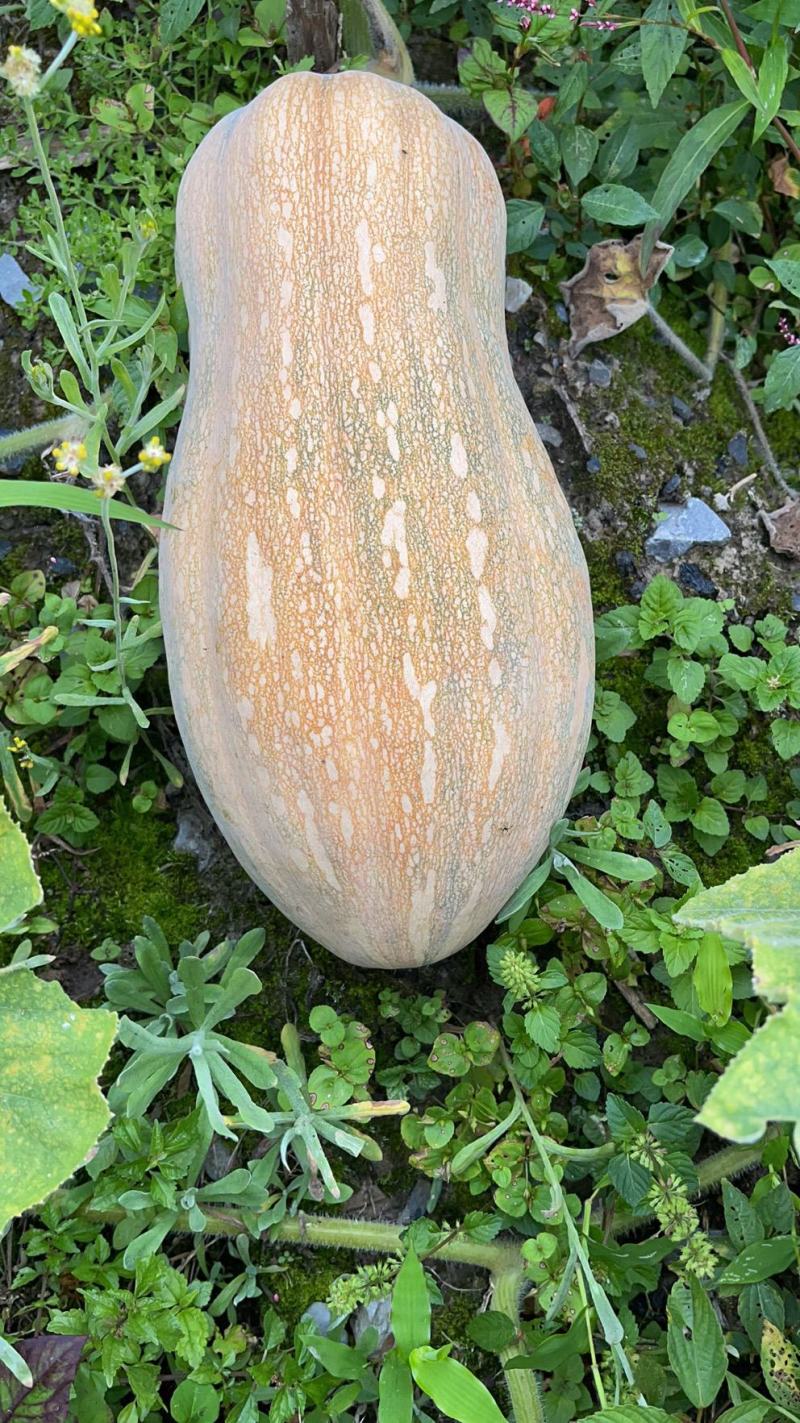 高山蜜本南瓜