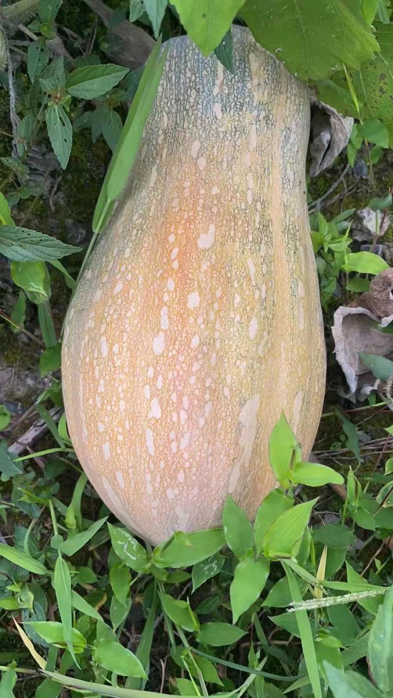 高山蜜本南瓜