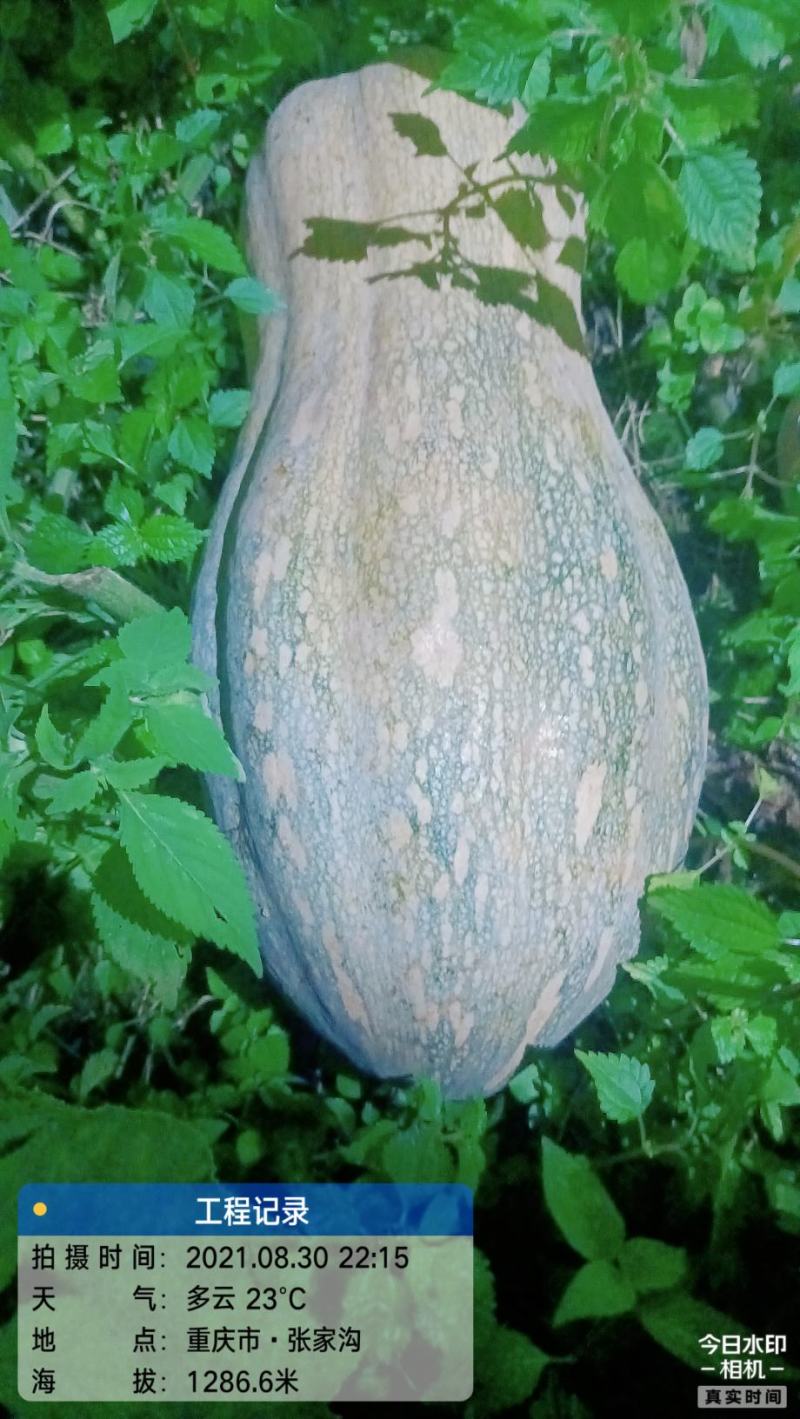 高山蜜本南瓜
