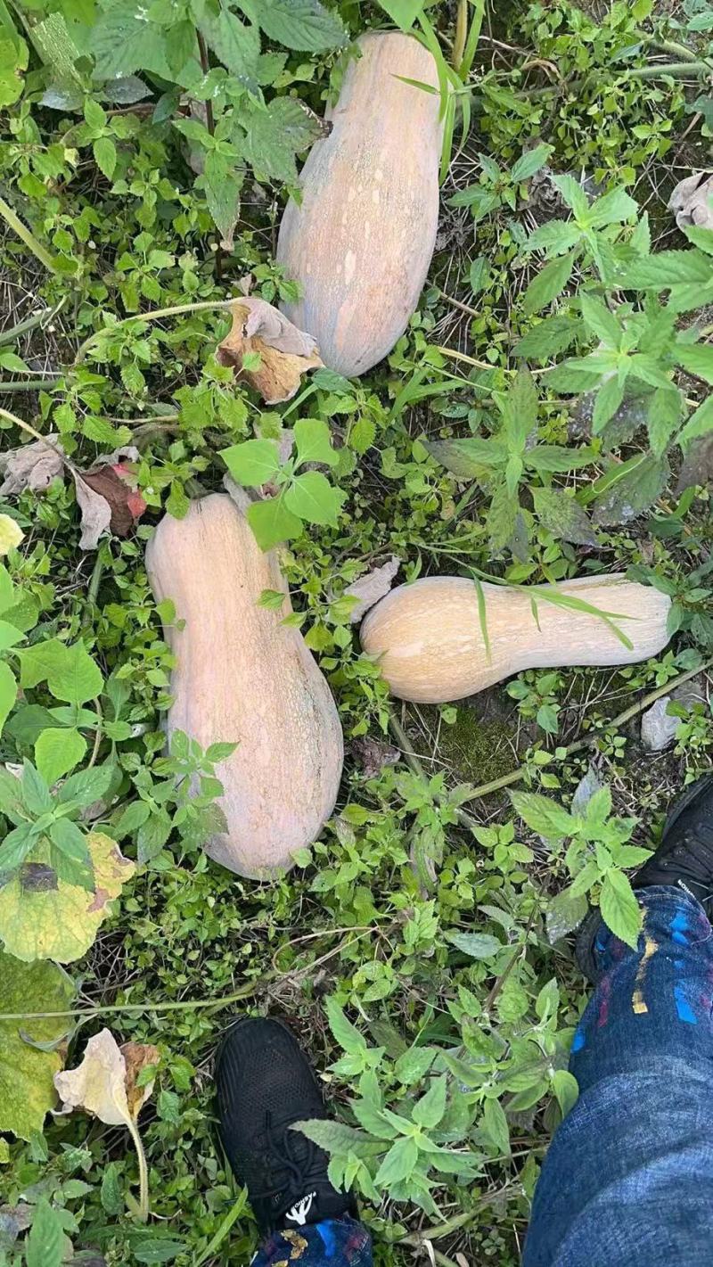 高山蜜本南瓜