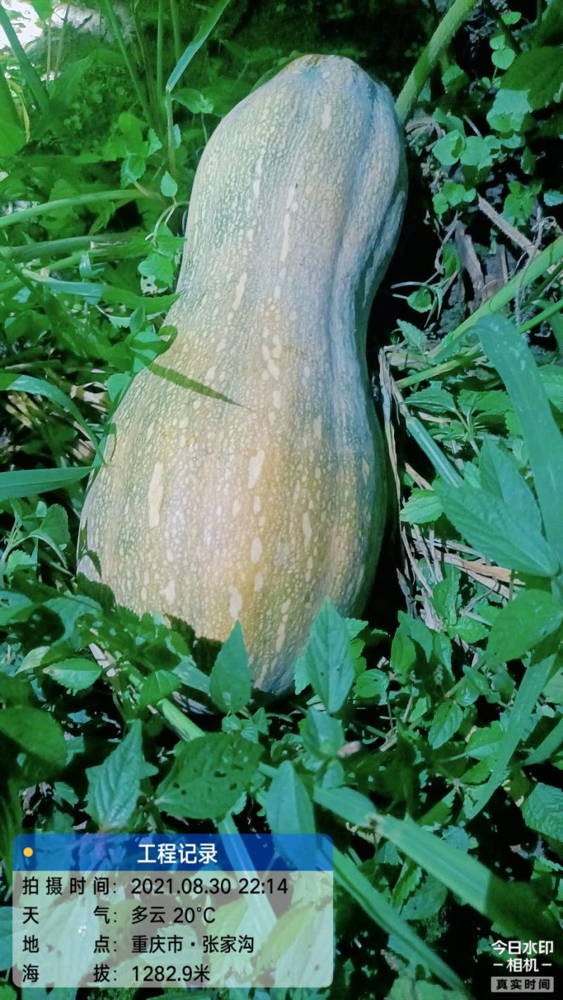 高山蜜本南瓜