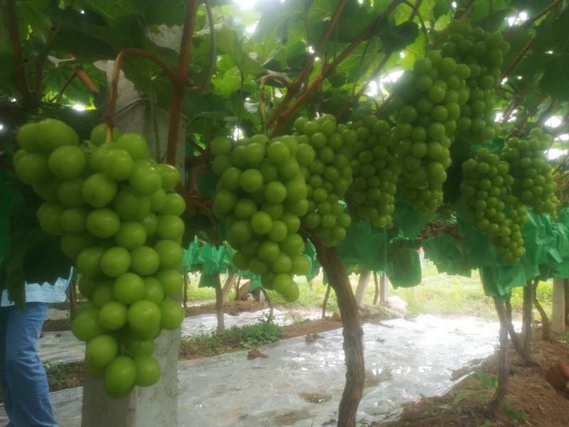 河南精品葡萄阳光玫瑰一手货源优质货源产地直发量大价优