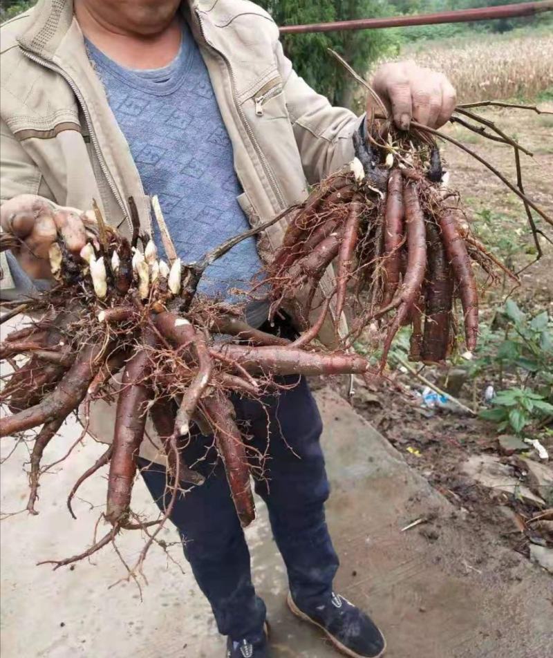 安徽芍药