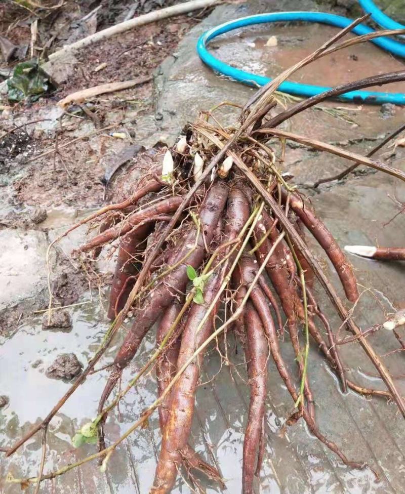 安徽芍药