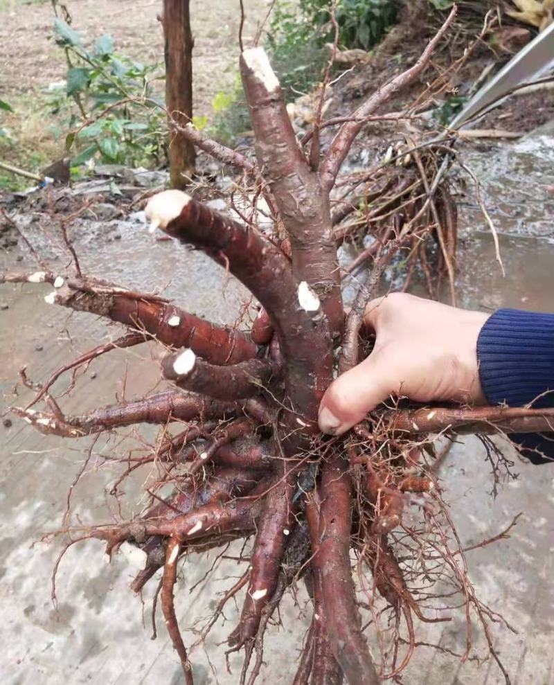 安徽芍药