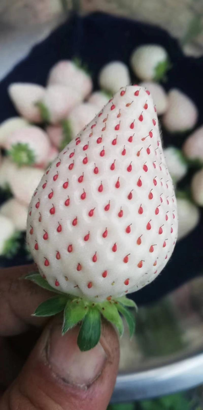 草莓苗白雪公主草莓苗天使一号草莓苗基地直供包成活