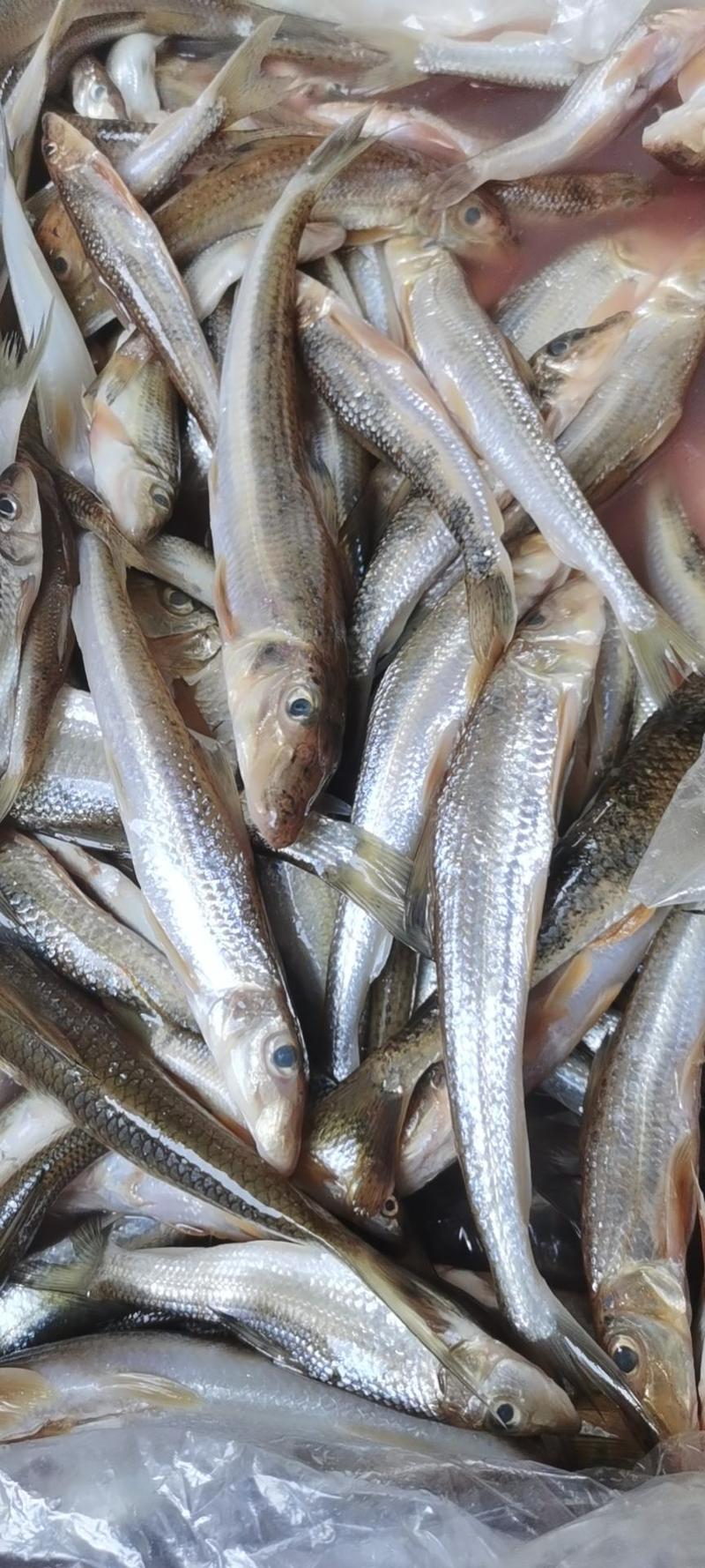 江西赣州南康沙沟子棍子鱼长期有货冰冻发货10斤起发，