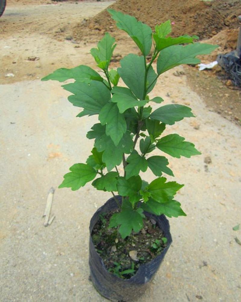 木槿花盆栽树苗可食用重瓣红花木槿花苗耐寒室内盆景四季花卉