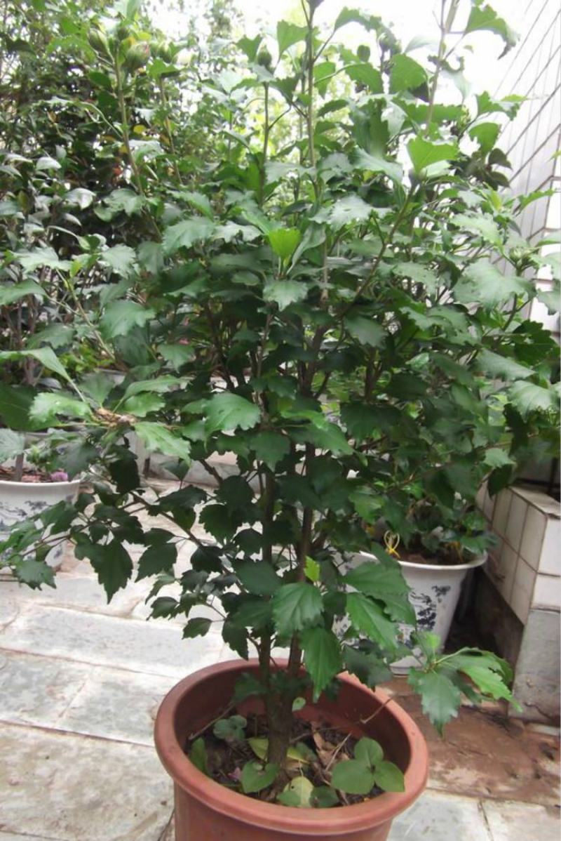 木槿花盆栽树苗可食用重瓣红花木槿花苗耐寒室内盆景四季花卉