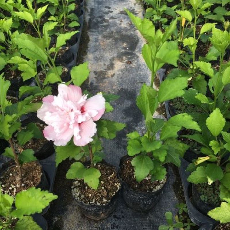 木槿花盆栽树苗可食用重瓣红花木槿花苗耐寒室内盆景四季花卉