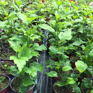木槿花盆栽树苗可食用重瓣红花木槿花苗耐寒室内盆景四季花卉