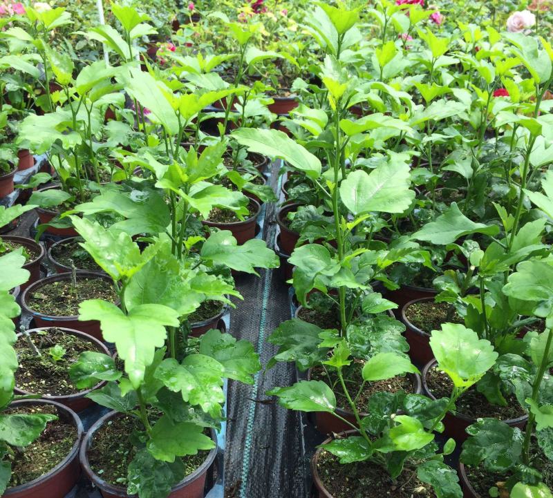 木槿花盆栽树苗可食用重瓣红花木槿花苗耐寒室内盆景四季花卉
