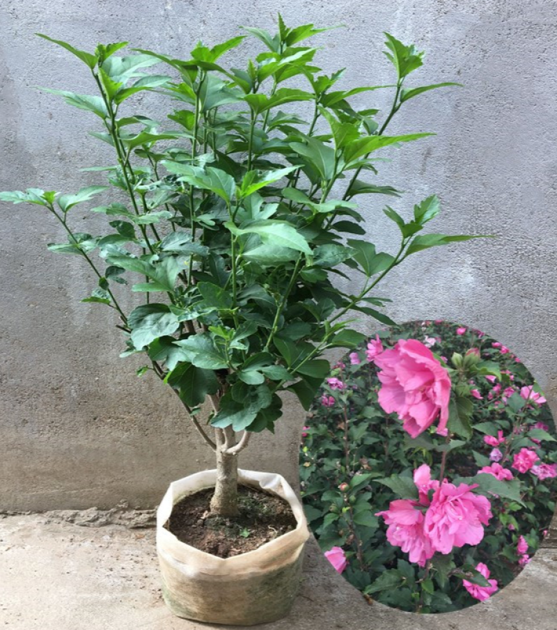 木槿花盆栽树苗可食用重瓣红花木槿花苗耐寒室内盆景四季花卉