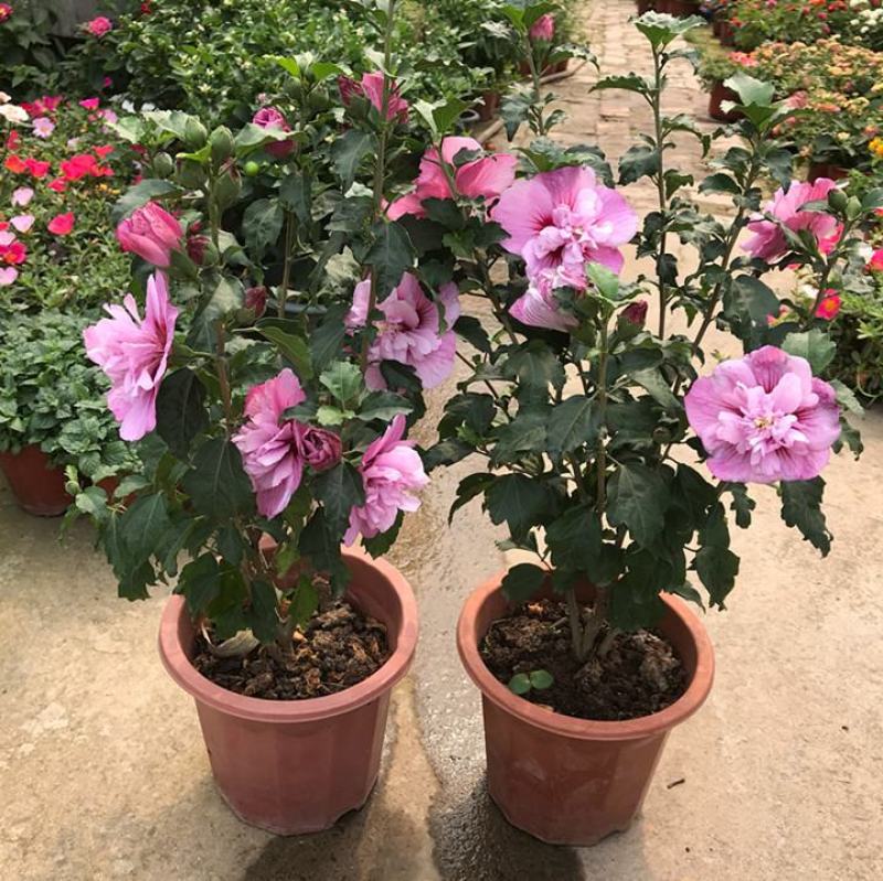 木槿花盆栽树苗可食用重瓣红花木槿花苗耐寒室内盆景四季花卉