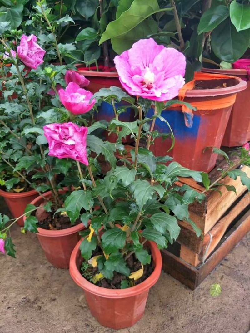 木槿花盆栽树苗可食用重瓣红花木槿花苗耐寒室内盆景四季花卉