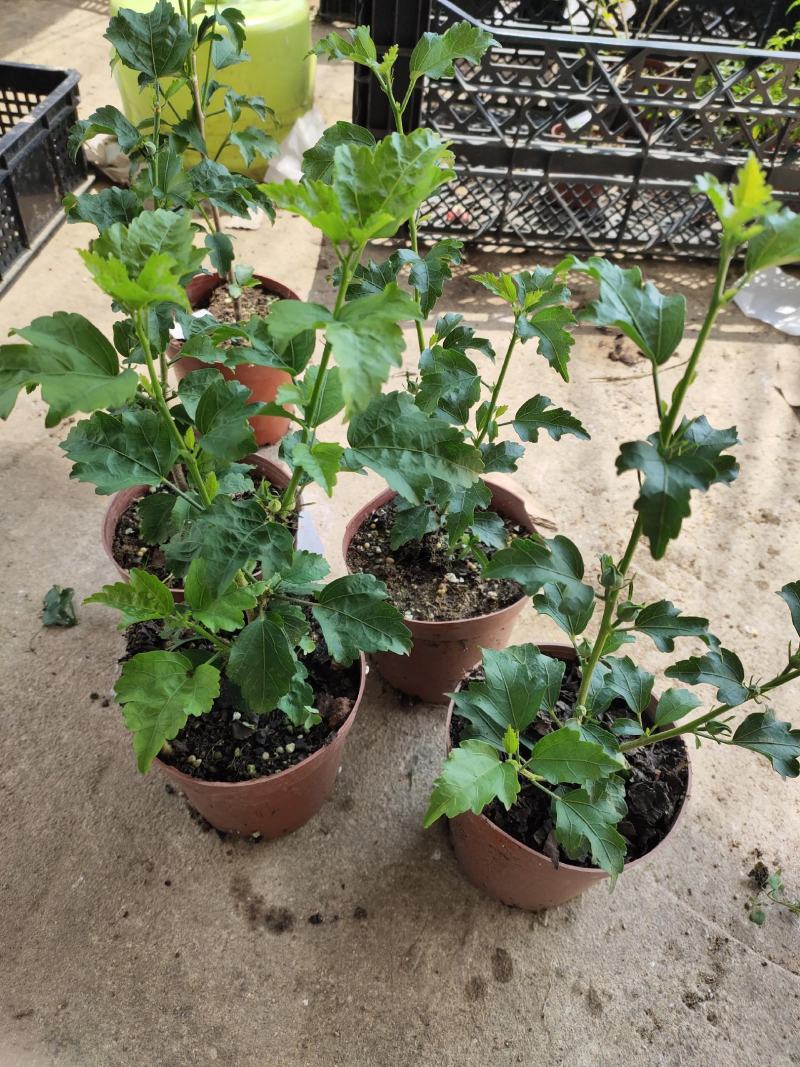 木槿花盆栽树苗可食用重瓣红花木槿花苗耐寒室内盆景四季花卉