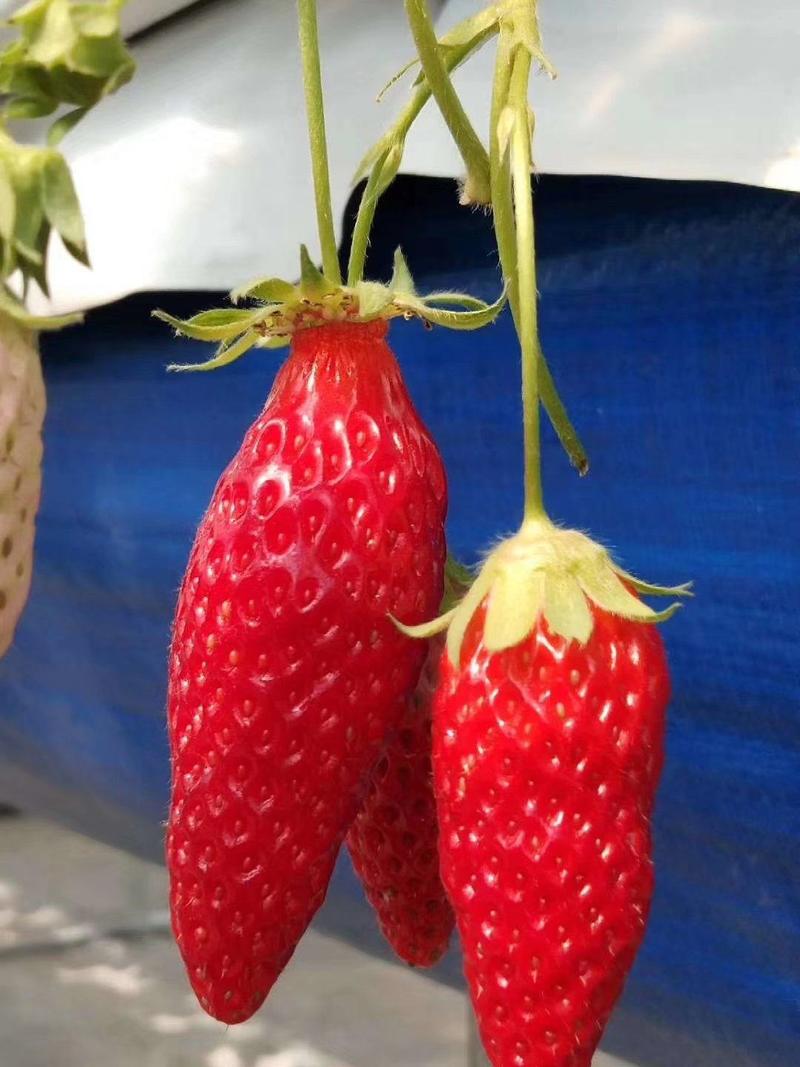 草莓苗香蕉草莓苗基地直供现挖现发包成活