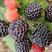 新品种黑树莓苗口感甜南方北方盆栽地栽树莓苗基地直发