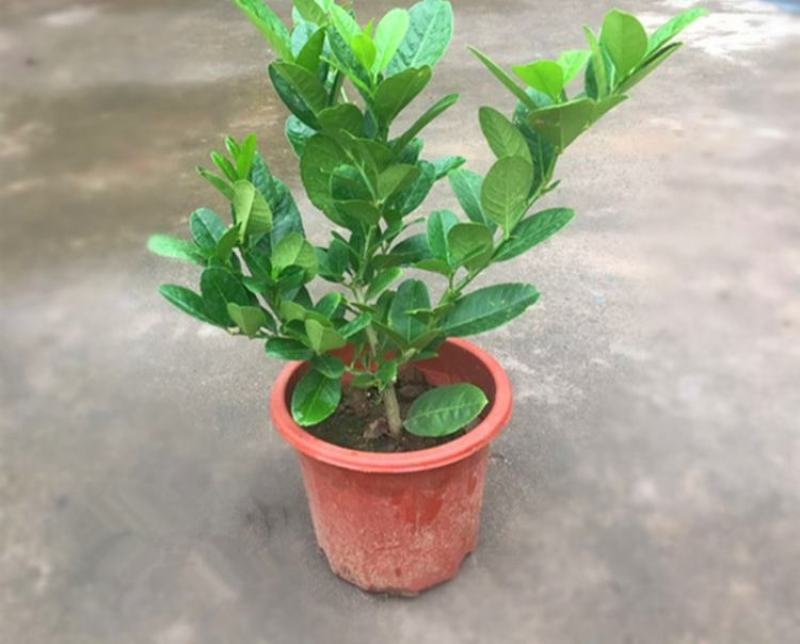 柠檬树苗盆栽植物可食用四季室内香水柠檬苗果树香水柠檬盆栽