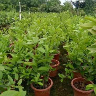 柠檬树苗盆栽植物可食用四季室内香水柠檬苗果树香水柠檬盆栽