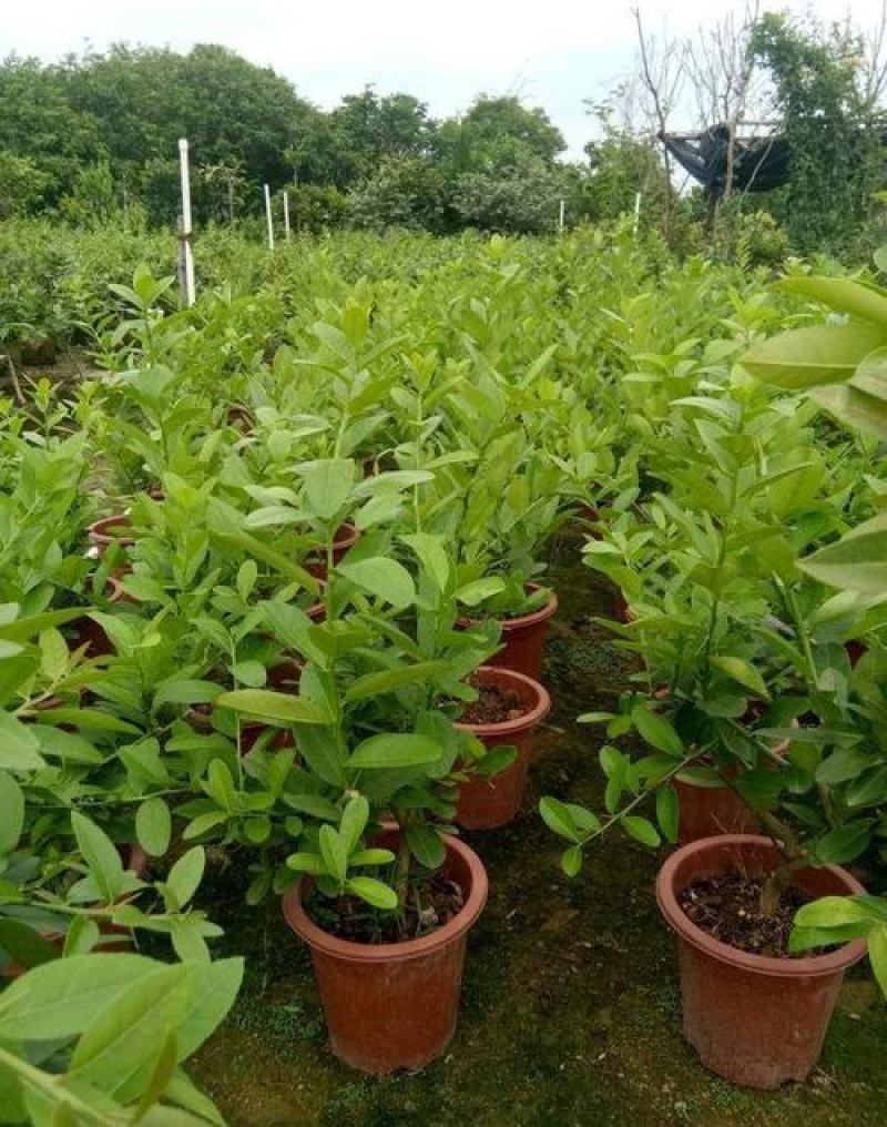 柠檬树苗盆栽植物可食用四季室内香水柠檬苗果树香水柠檬盆栽