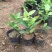 柠檬树苗盆栽植物可食用四季室内香水柠檬苗果树香水柠檬盆栽