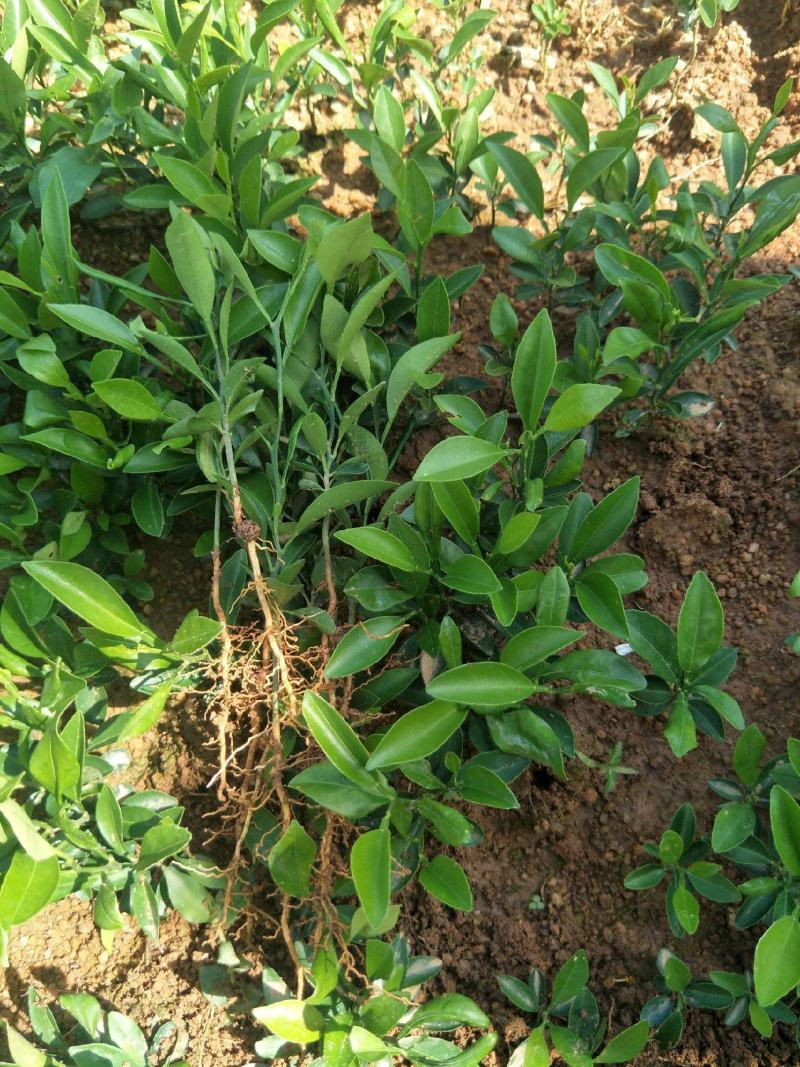 柠檬树苗盆栽植物可食用四季室内香水柠檬苗果树香水柠檬盆栽