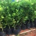 柠檬树苗盆栽植物可食用四季室内香水柠檬苗果树香水柠檬盆栽