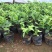 柠檬树苗盆栽植物可食用四季室内香水柠檬苗果树香水柠檬盆栽