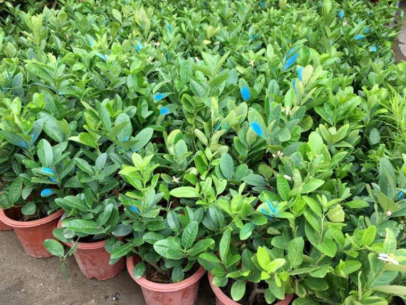 柠檬树苗盆栽植物可食用四季室内香水柠檬苗果树香水柠檬盆栽