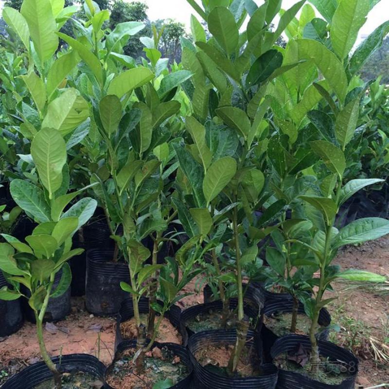 柠檬树苗盆栽植物可食用四季室内香水柠檬苗果树香水柠檬盆栽